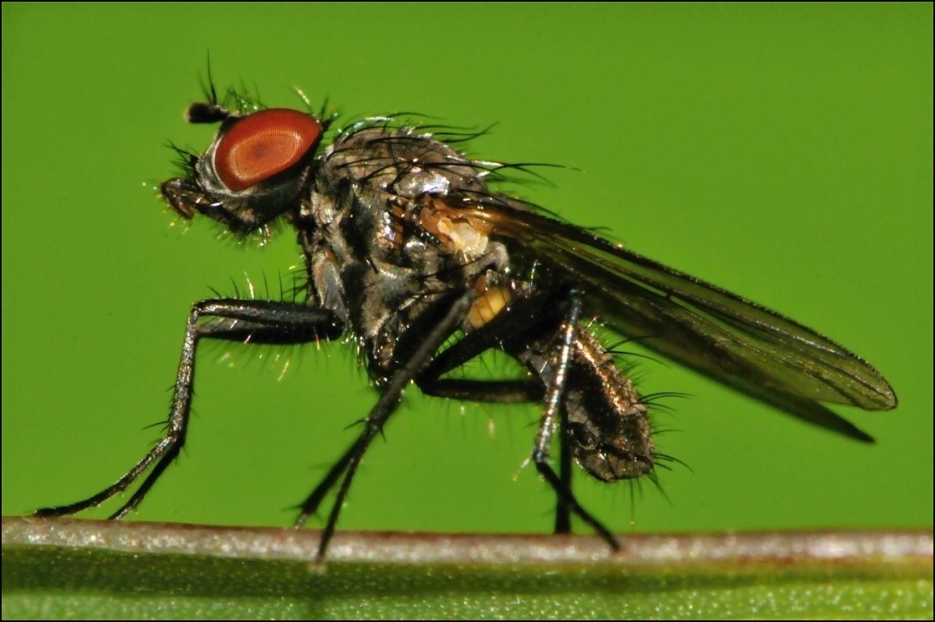 Diptera.info - Discussion Forum: Delia Platura(male)? (delia Platura(male)