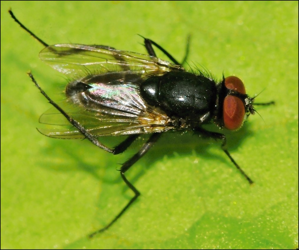 Diptera.info - Discussion Forum: Hydrotaea diabolus? (Hydrotaea ...