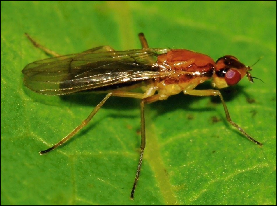 Diptera.info - Discussion Forum: Chamaepsila longipennis? (Chamaepsila ...