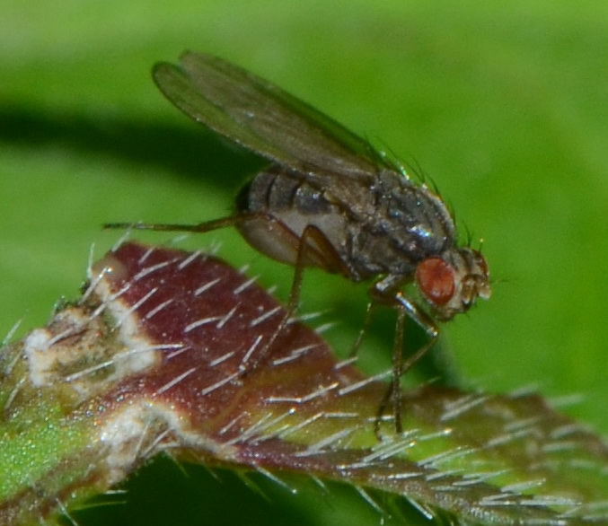 Diptera.info - Discussion Forum: Agromyzidae? From E Spain 