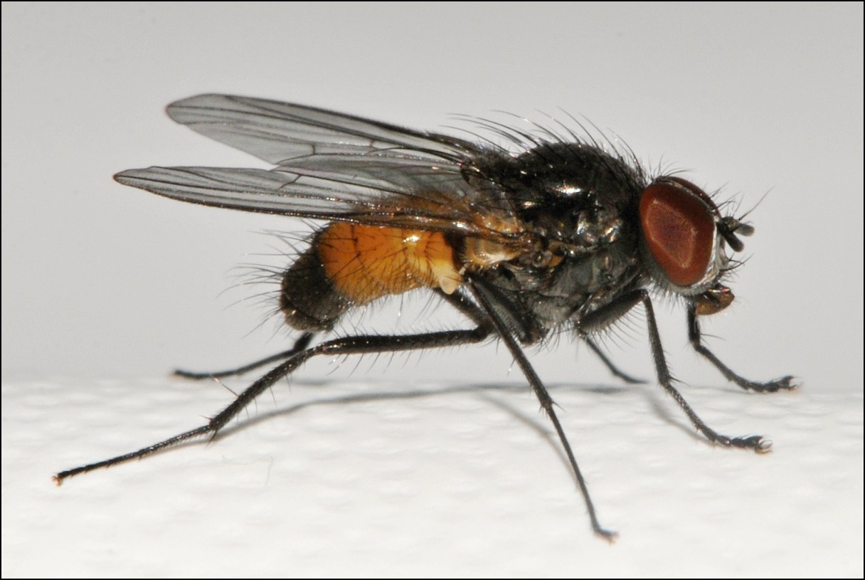 Diptera.info - Discussion Forum: Thricops semicinereus? (Thricops ...