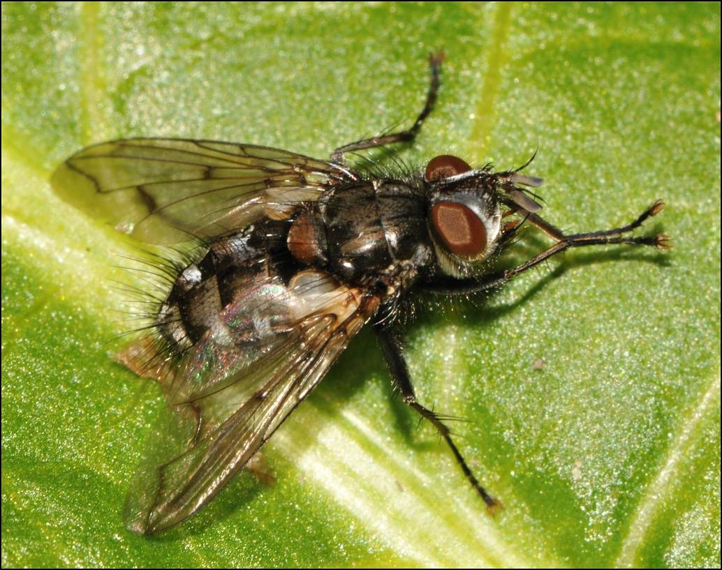 Diptera.info - Discussion Forum: Bothria subalpina? (Bothria cf ...