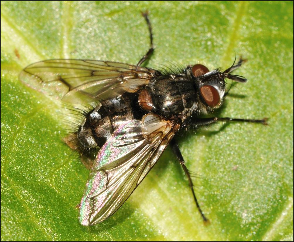 Diptera.info - Discussion Forum: Bothria Subalpina? (bothria Cf 