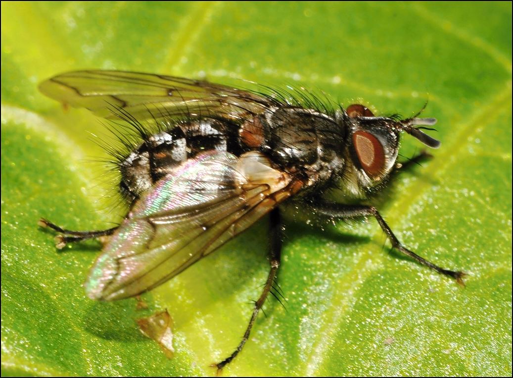 Diptera.info - Discussion Forum: Bothria subalpina? (Bothria cf ...