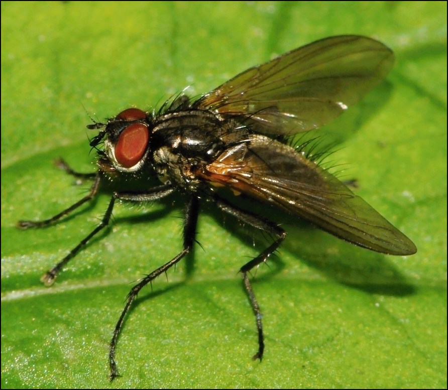 Diptera.info - Discussion Forum: Thricops nigrifrons? (Macquartia sp.(male)