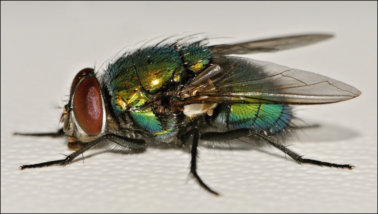 Толстая муха. Каллифорид Lucilia Муха. Calliphoridae Муха. Муха zhirnaya. Муха навозная зеленая.