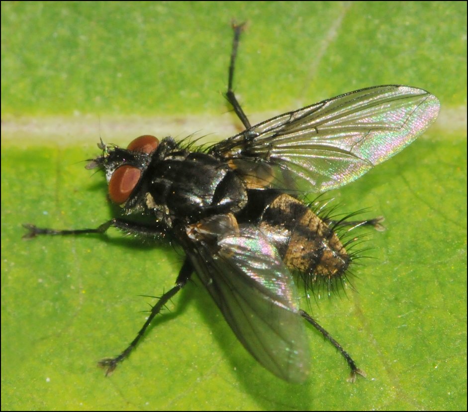 Diptera.info - Discussion Forum: Meigenia sp.? (Meigenia cf. dorsalis)