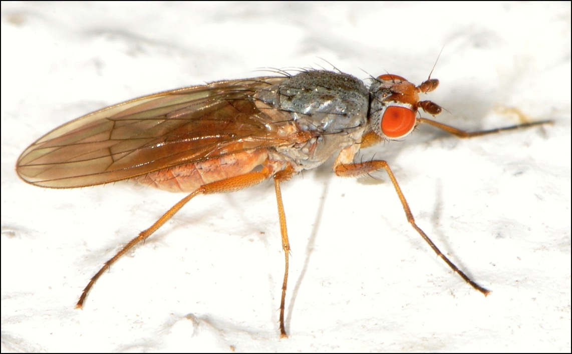 Diptera.info - Discussion Forum: Tephrochlamys tarsalis? (Tephrochlamys ...