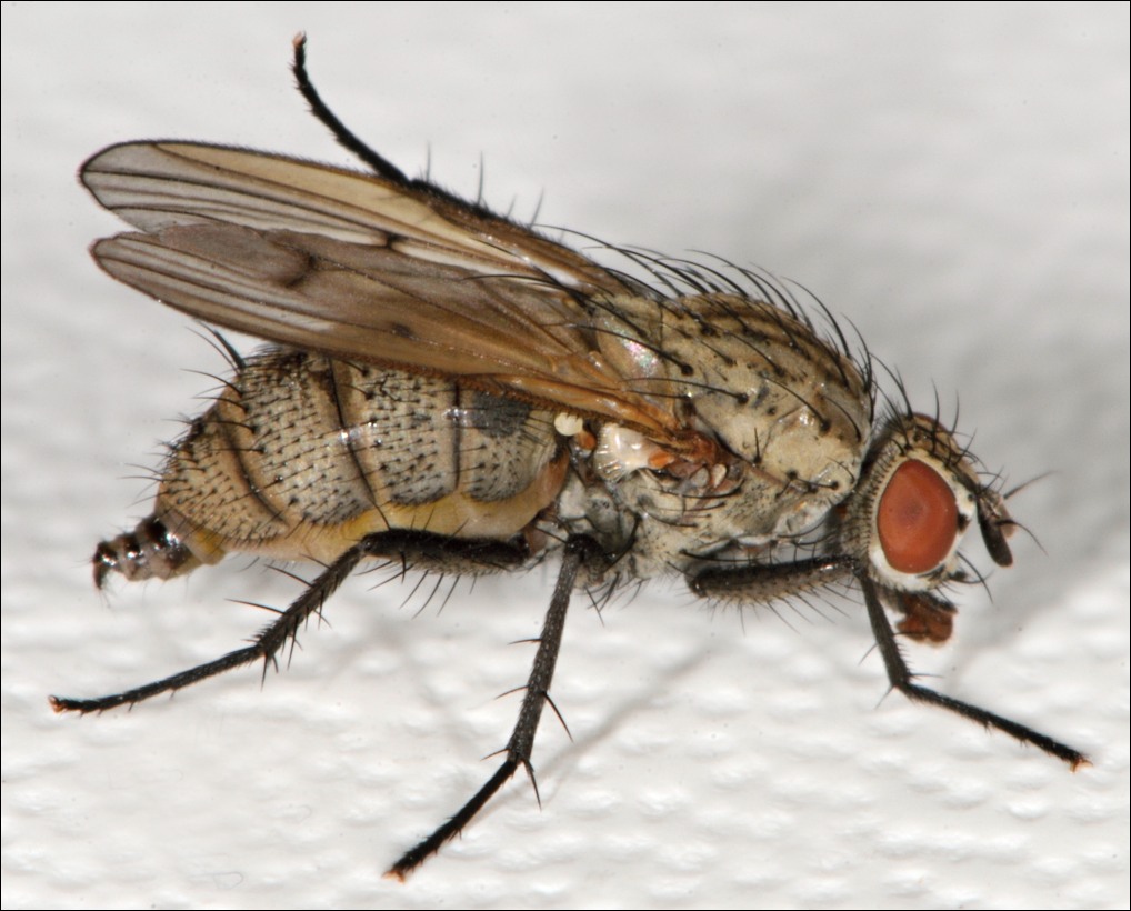 Diptera.info - Discussion Forum: Botanophila fugax? (Anthomyiidae)