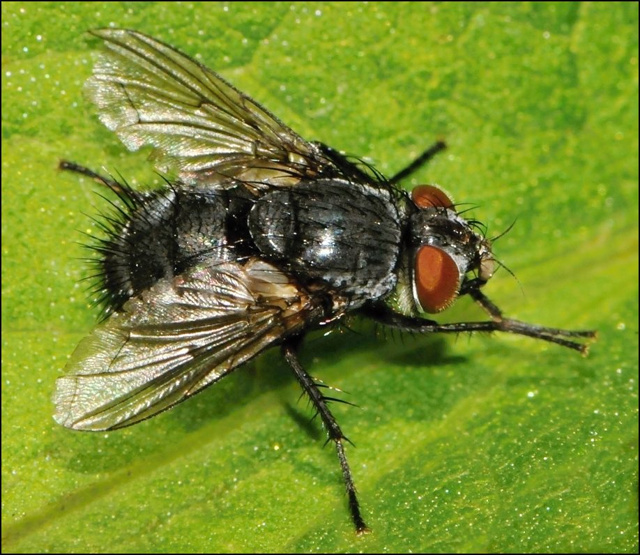 Diptera.info - Discussion Forum: Sturmia bella? (Epicampocera cf ...