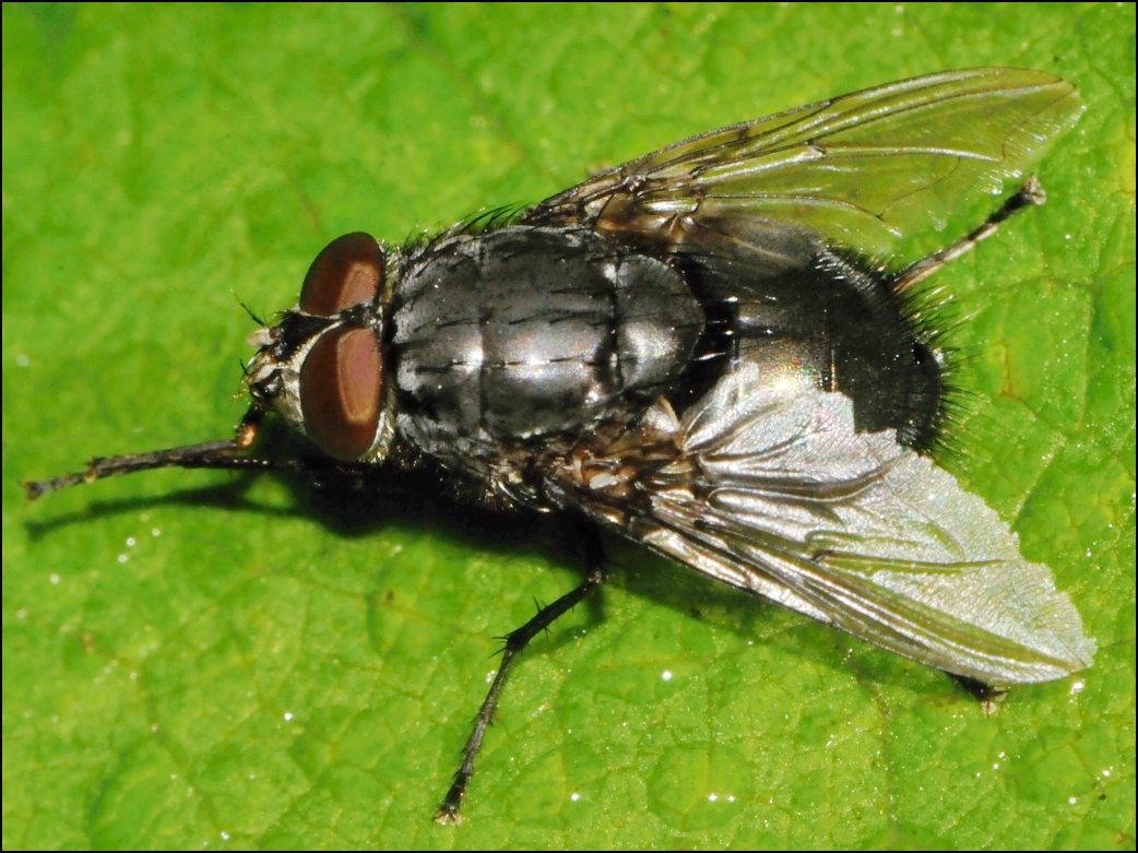 Diptera.info - Discussion Forum: Calliphora vomitoria? (Calliphoridae)