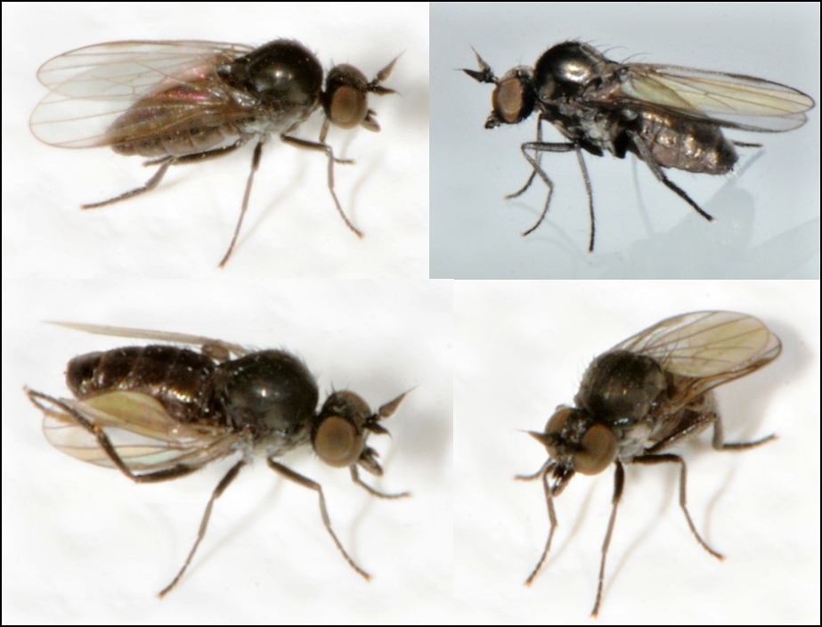 Diptera.info Discussion Forum 242_ID? (Microphor sp.)