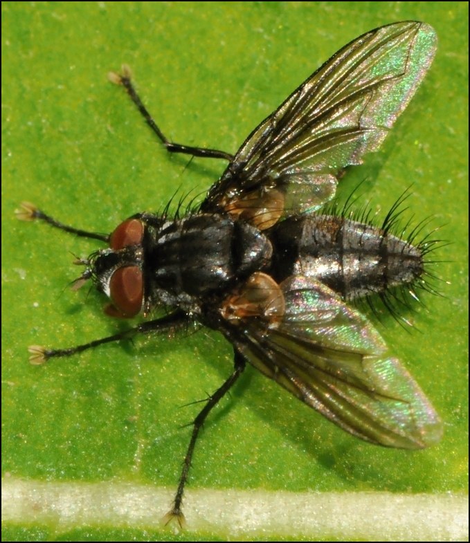 Diptera.info - Discussion Forum: Macquartia tenebricosa? (Meigenia ...