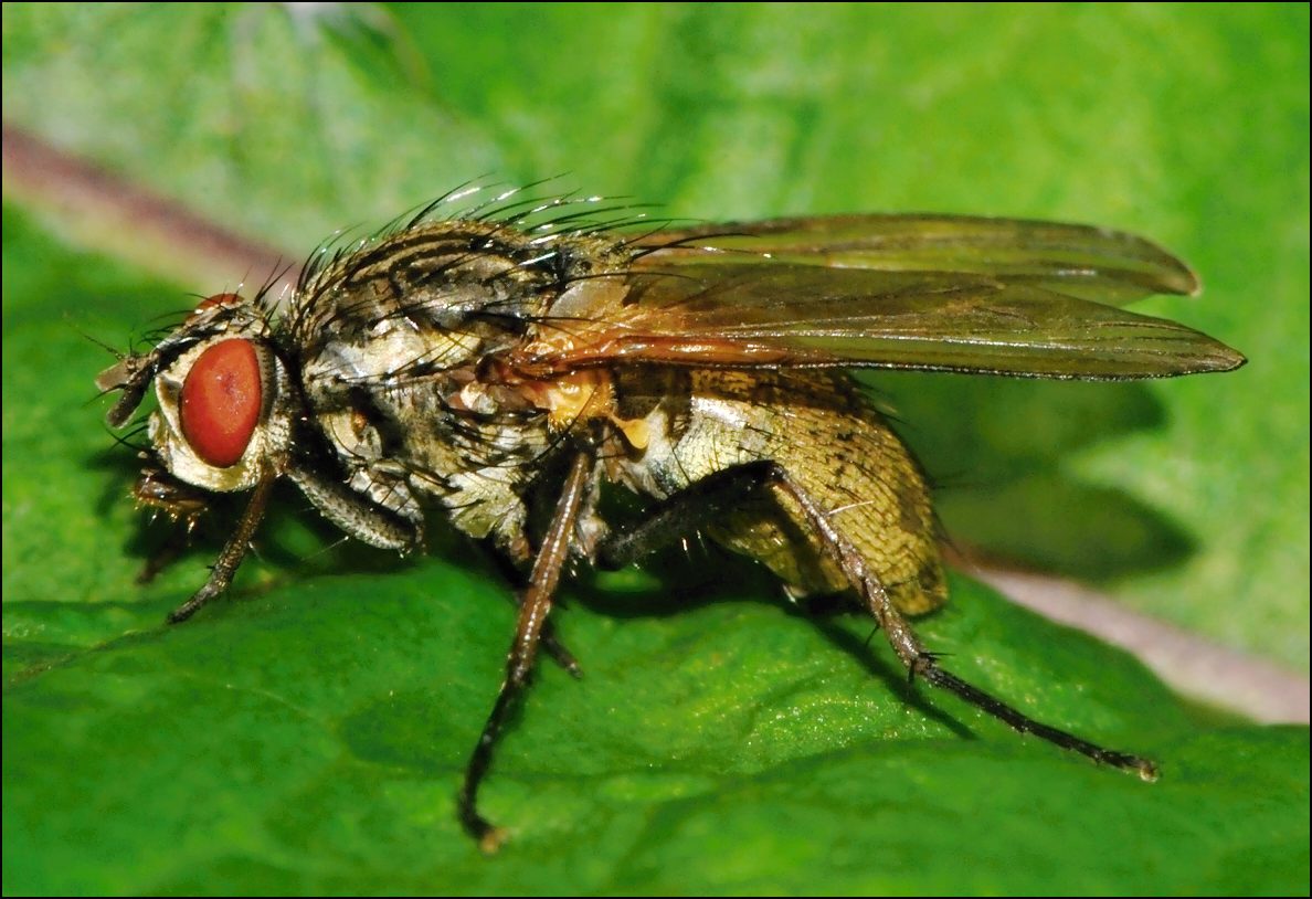 Diptera.info - Discussion Forum: Hydrophoria lancifer? (Hydrophoria cf ...