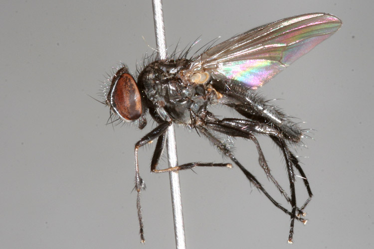 Diptera.info - Discussion Forum: Fannia manicata (conf. Stephane Lebrun)