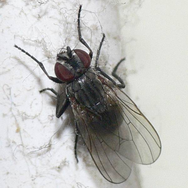 Diptera.info - Discussion Forum: Flies from kitchen #2: Fannia female ...