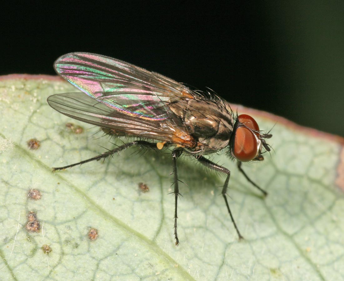 Diptera.info - Discussion Forum: Fannia canicularis?