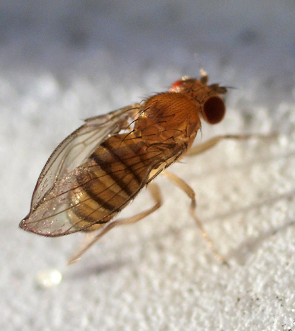 Diptera.info - Discussion Forum: Drosophila melanogaster?-> D ...