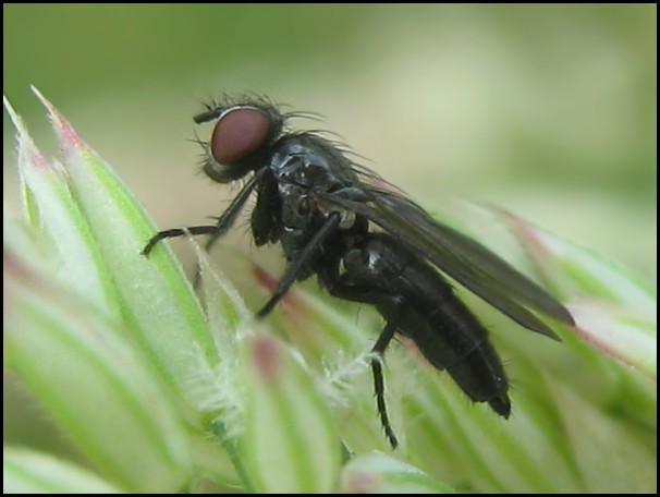 Diptera.info - Discussion Forum: Melanomyia nana 1