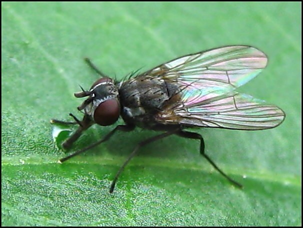 Diptera.info - Discussion Forum: Limnophora spec.