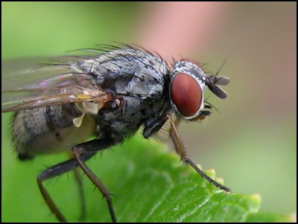 Diptera.info - Discussion Forum: Emmesomyia grisea