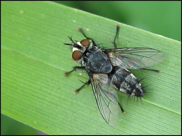 Diptera.info - Discussion Forum: Exorista rustica group