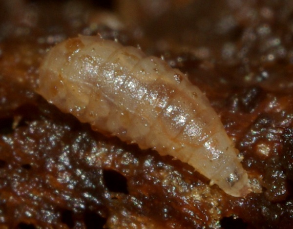 Diptera.info - Discussion Forum: Fly larva from honey fungus