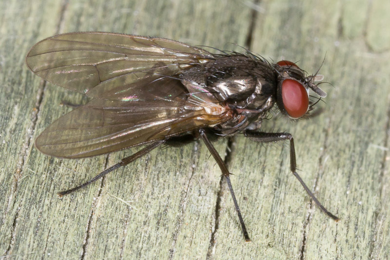 Diptera.info - Discussion Forum: Muscidae? > Hebecnema nigra