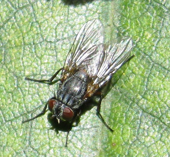 Diptera.info - Discussion Forum: Muscidae 10 Jun 2011 SW Sweden ...