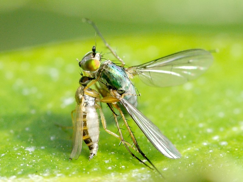 Diptera.info - Discussion Forum: Hybotidae eating Dolichopodidae