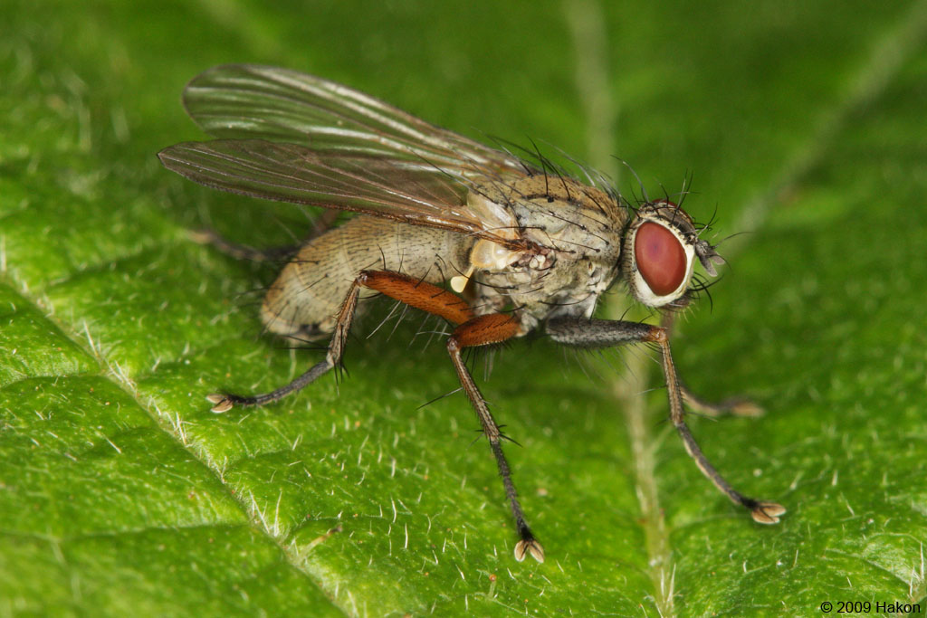 Diptera.info - Discussion Forum: Coenosia intermedia (Thanks Nikita ...