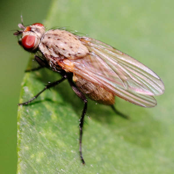 Diptera.info - Discussion Forum: Anthomyiidae