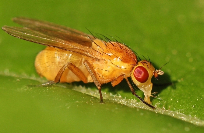 Diptera.info - Discussion Forum: Lauxaniidae from Hungary >Sapromyza ...