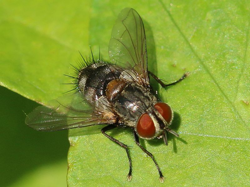 Diptera.info - Discussion Forum: ID, Tachinidae?