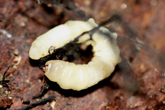 larvae under rottenwood