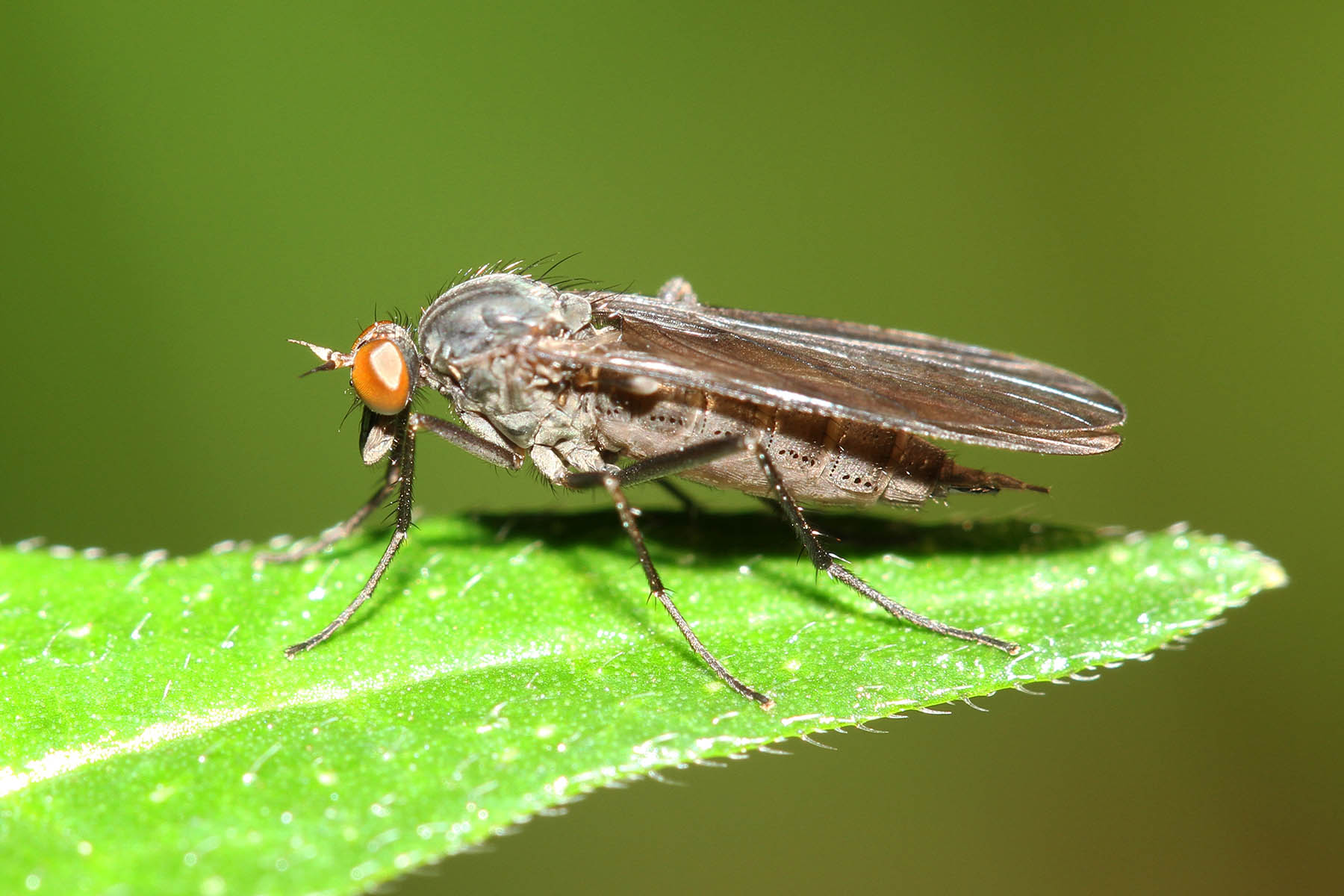 Diptera.info - Discussion Forum: Fly from southern China: Family is...?