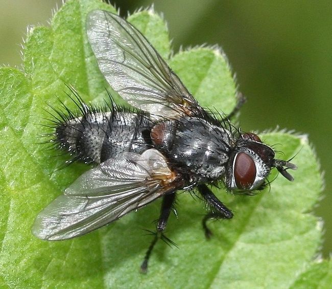 Diptera.info - Discussion Forum: Tachinidae