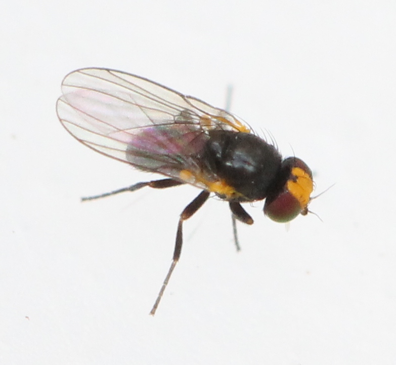 Diptera.info - Discussion Forum: Agromyzidae, Amauromyza flavifrons