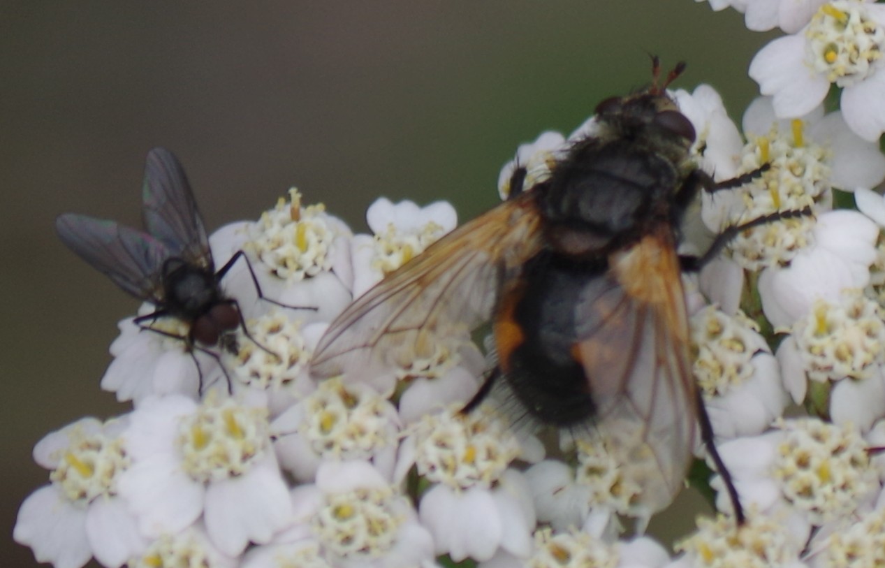 Diptera.info - Discussion Forum: Tachinidae from western Norway ...