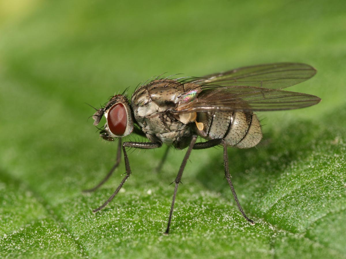 Diptera.info - Discussion Forum: Limnophora sp.