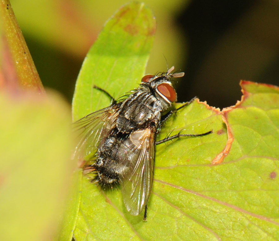 Diptera.info - Discussion Forum: [Eumea linearicornis female] Tachinidae