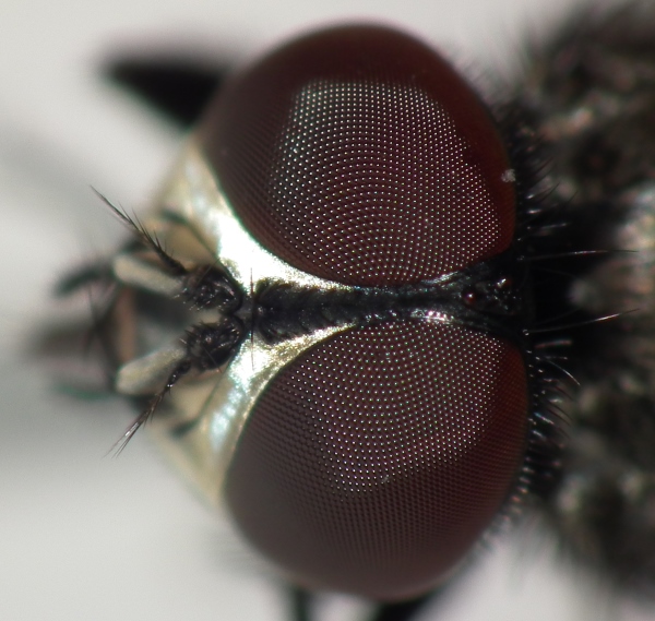 Diptera.info - Discussion Forum: Musca autumnalis?