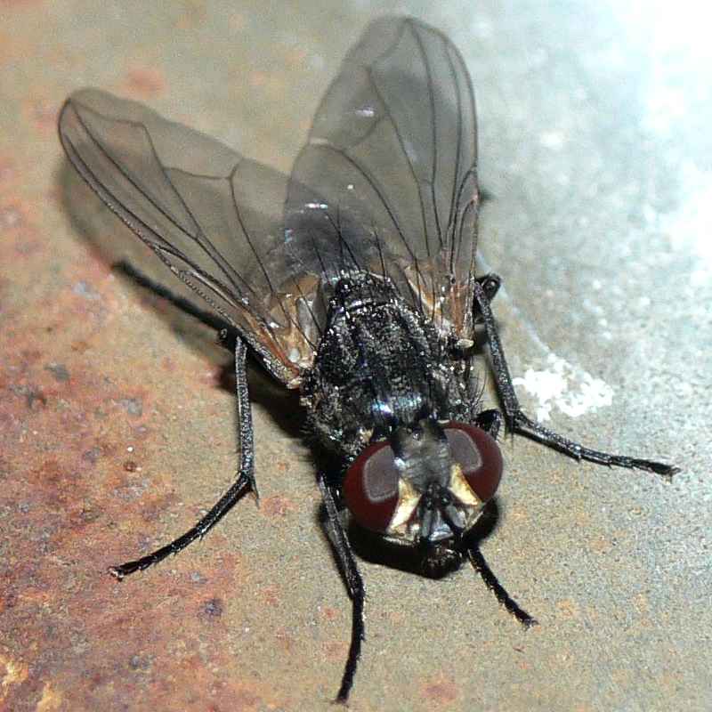 Лосиные мухи фото и описание
