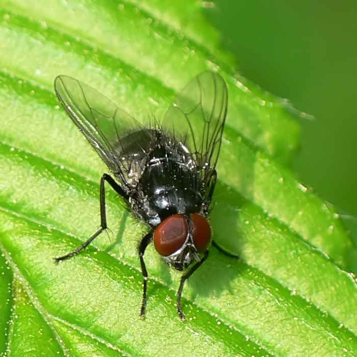 Diptera.info - Discussion Forum: Blackish Muscid (?) (19.04.09 ...