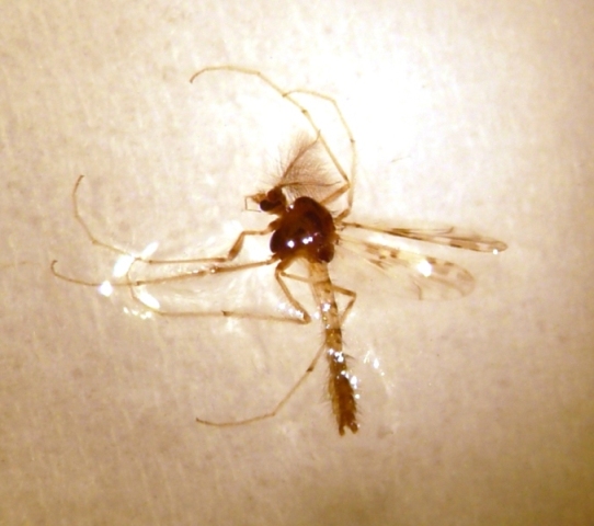 Diptera.info - Discussion Forum: Tanypodinae