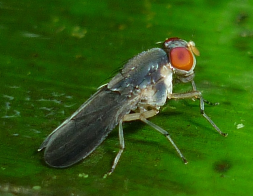 diptera-info-discussion-forum-french-guiana-unknown-1