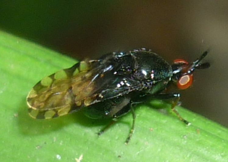 diptera-info-discussion-forum-french-guiana-unknown-2