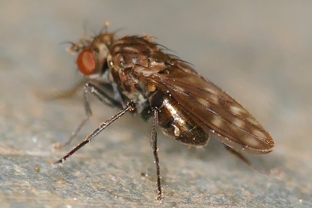 Diptera.info - Discussion Forum: Scatella stagnalis? 2016-03-12 ...