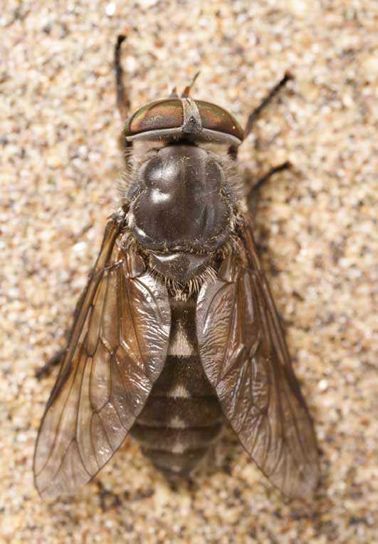 Diptera.info - Discussion Forum: Tabanidae ->Hybomitra bimaculata