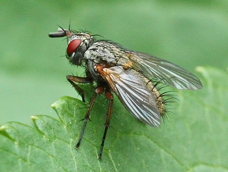 Diptera.info - Discussion Forum: Tachinid, The Netherlands>Ocytata pallipes